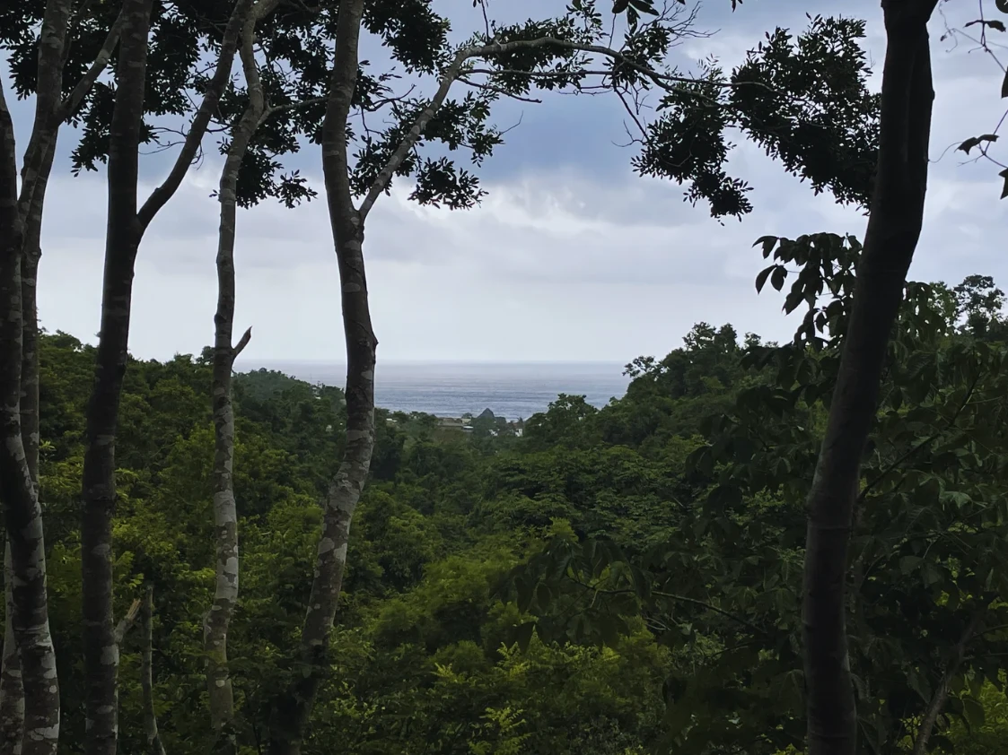 La selva del terreno
